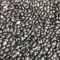 Black Kidney Beans