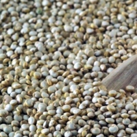 Quinoa Seeds