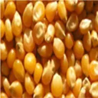 Yellow Maize