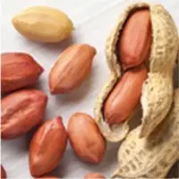 Peanut Kernels