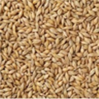 Feed Barley