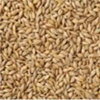 Feed Barley