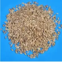 Barley