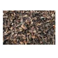 Palm Kernel Shell