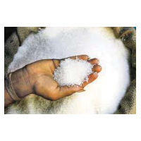 Refined Sugar