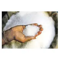 Refined Sugar