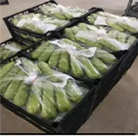 Zucchini