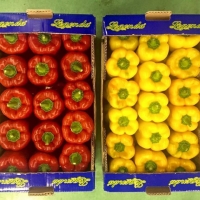 Capsicum