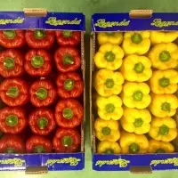 Capsicum