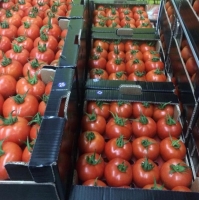 Fresh Tomato