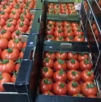 Fresh Tomato
