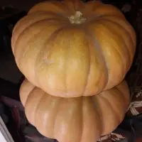 Pumpkins