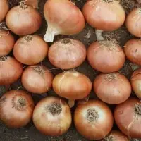 Golden Onion