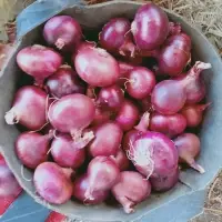 Fresh Red Onion