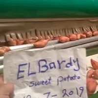 Beaugard Sweet Potato