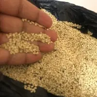 Sesame Seeds