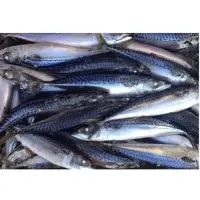 Frozen Pacific Mackerel