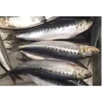 Frozen Sarda Sarda ( Big Size )