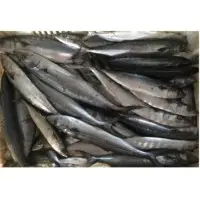 Frozen Spanish Mackerel