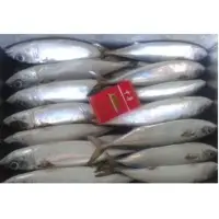 Frozen Chub Mackerel (Scomber Japonicus )