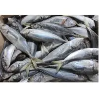 Frozen Carapao, Horse Mackerel (25cm+ )