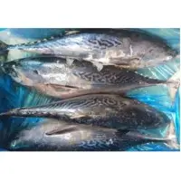 Frozen Bonito Frigate Tuna 1.5kg