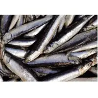 10cm+ Frozen Anchovy