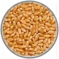 Wheat