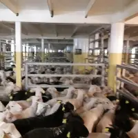Live Lamb