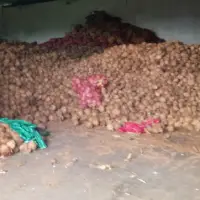 Semi Husked Coconut