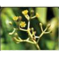 Cinnamon Bark Powder