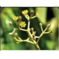 Cinnamon Bark Powder