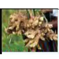 Ginger Root Powder