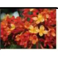 Ashoka Bark Powder