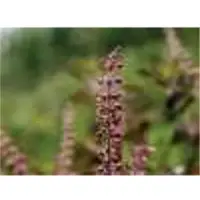 Tulsi Leaf Powder
