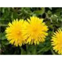 Kanphool Powder