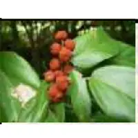 Red Kamila Powder