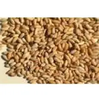 Indian Lilac (Neem) Seeds