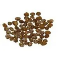Baby Wood-Rose (Vidhara) Seeds