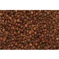 Black Oil Plant (Malkangani) Seeds