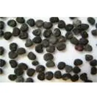 Devil's Trumpet (Dhatura) Seeds
