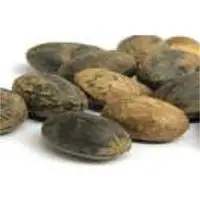 Croton Oil Plant (Jamalghota) Seeds