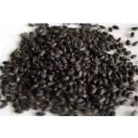 Holy Basil (Shyama Tulsi) Seeds