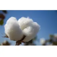 Raw Cotton