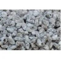 Cotton Seeds