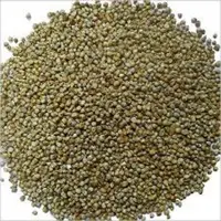 Bajra (millet)