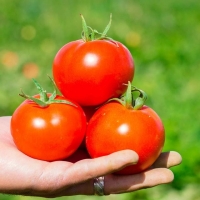 Tomatoes