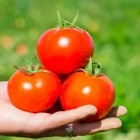 Tomatoes