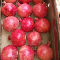 Pomegranate