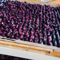 Red And Golden Onions